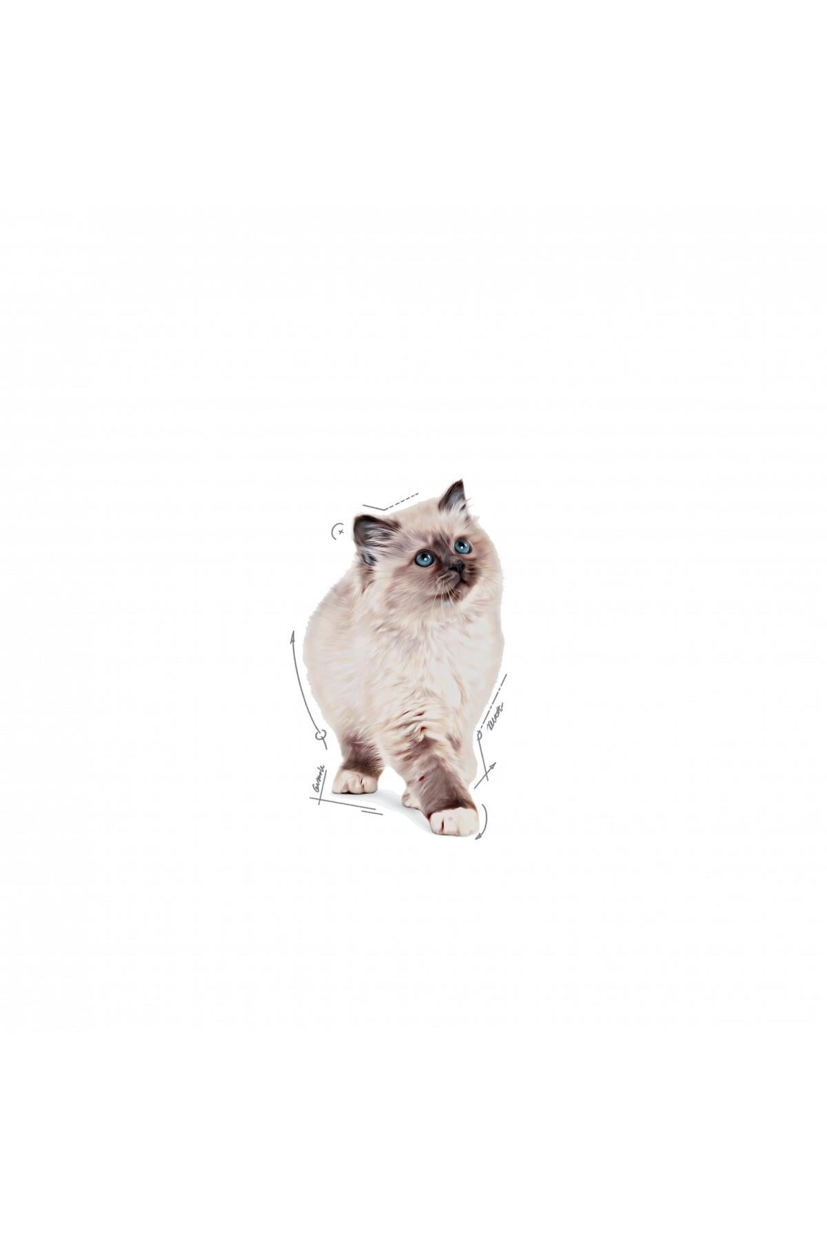 Royal Canin Kitten Jelly  85 gr X 12 Adet Yavru Kedi Yaş Maması