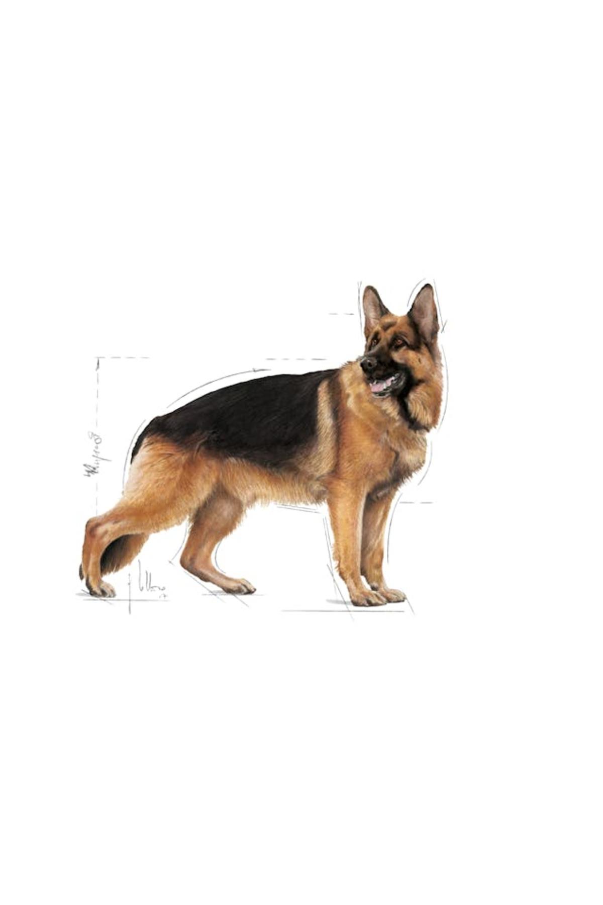 Royal Canin Maxi Adult 15 Kg Yetişkin Kuru Köpek Maması