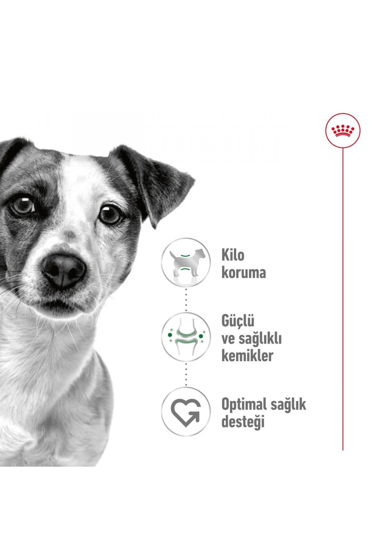 Royal Canin Mini Adult 4 Kg Yetişkin Kuru Köpek Maması