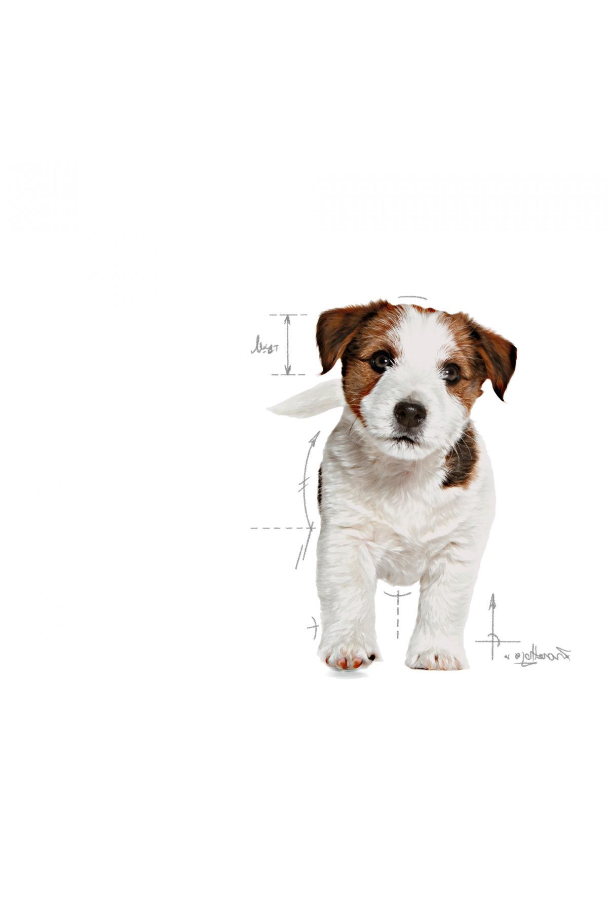 Royal Canin Mini Puppy 4 Kg Yavru Kuru Köpek Maması