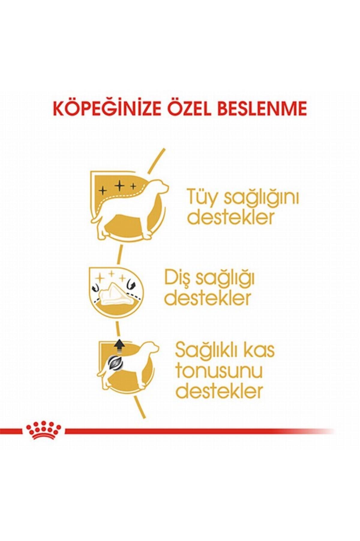 Royal Canin Poodle Adult Cins 3 Kg Yetişkin Kuru Köpek Maması