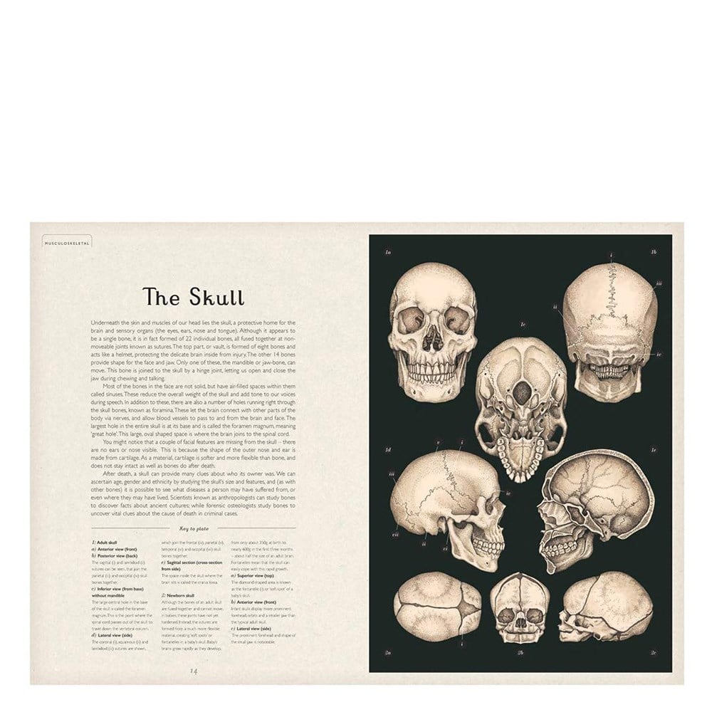 ANATOMICUM Çocuk Kitapları Uzmanı - Children's Books Expert