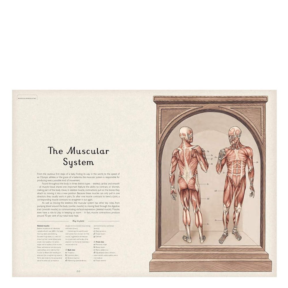 ANATOMICUM Çocuk Kitapları Uzmanı - Children's Books Expert