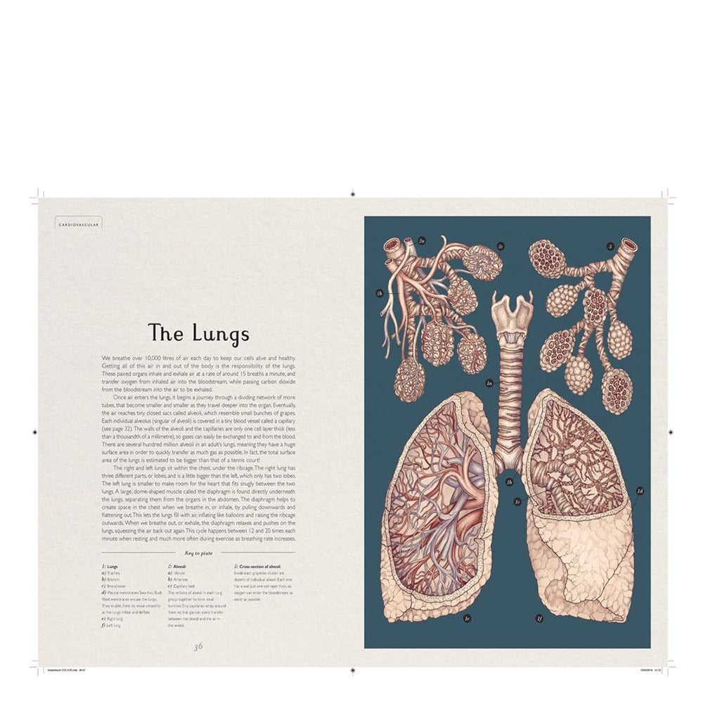 ANATOMICUM Çocuk Kitapları Uzmanı - Children's Books Expert