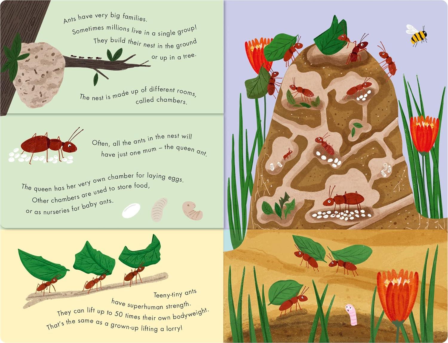 Bees and Beetles - A Flip-Flap Book of Bugs Çocuk Kitapları Uzmanı - Children's Books Expert