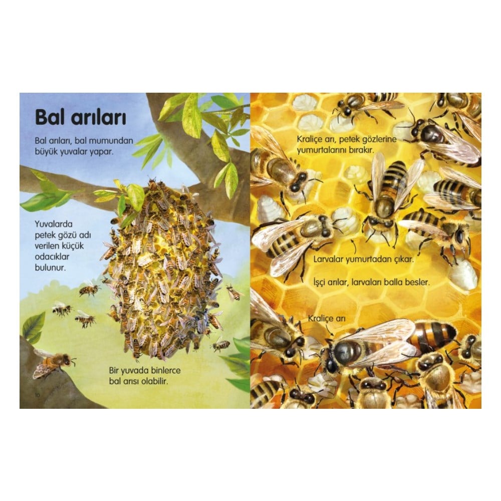 BÖCEKLER VE DİĞER MİNİK HAYVANLAR - İLK OKUMA Çocuk Kitapları Uzmanı - Children's Books Expert