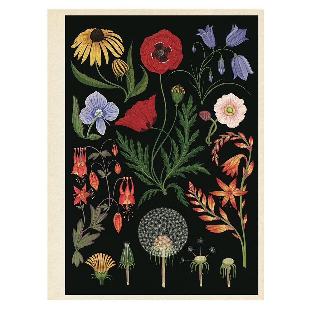 BOTANICUM POSTER BOOK Çocuk Kitapları Uzmanı - Children's Books Expert