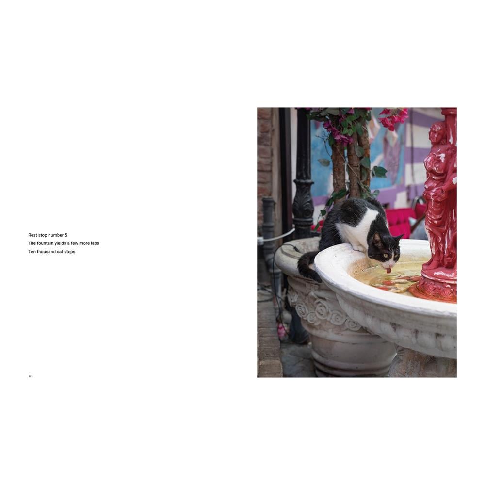 City Cats of Istanbul Çocuk Kitapları Uzmanı - Children's Books Expert