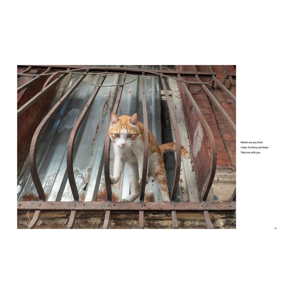 City Cats of Istanbul Çocuk Kitapları Uzmanı - Children's Books Expert