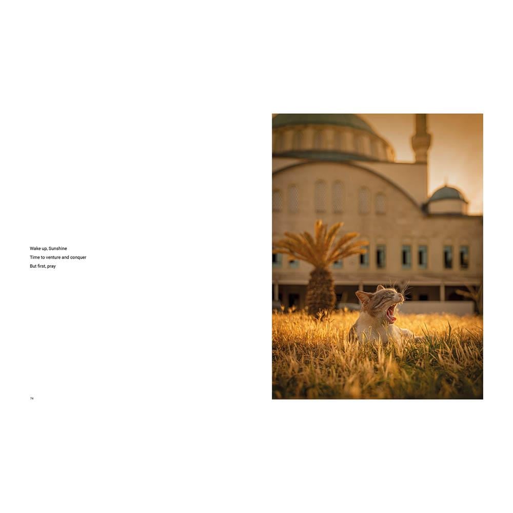 City Cats of Istanbul Çocuk Kitapları Uzmanı - Children's Books Expert