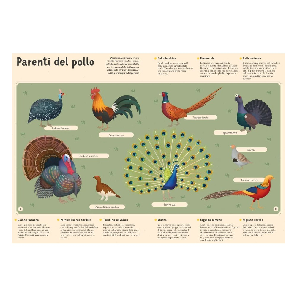 Enciclopedia Degli Uccelli Per Piccoli Lettori Nuo Çocuk Kitapları Uzmanı - Children's Books Expert