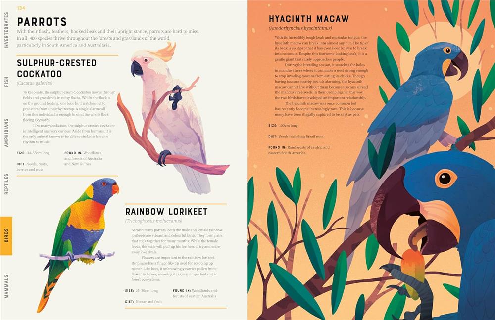 Encyclopedia of Animals Çocuk Kitapları Uzmanı - Children's Books Expert