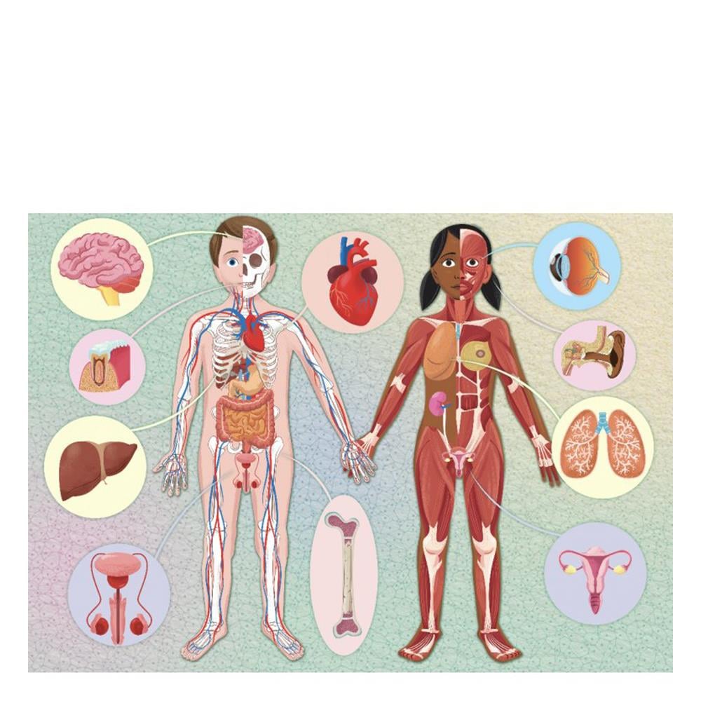 HUMAN BODY - THE ULTIMATE ATLAS Çocuk Kitapları Uzmanı - Children's Books Expert