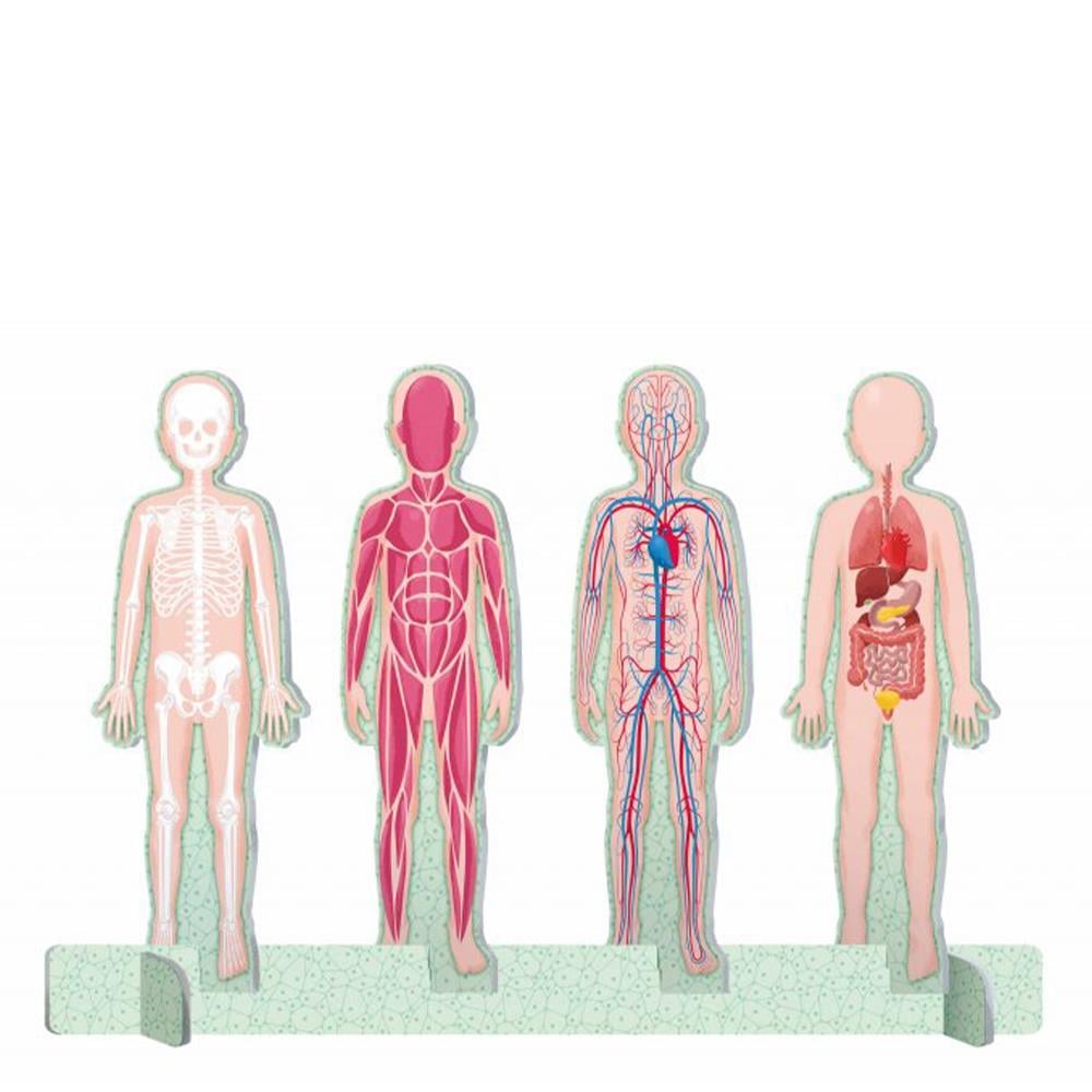 HUMAN BODY - THE ULTIMATE ATLAS Çocuk Kitapları Uzmanı - Children's Books Expert