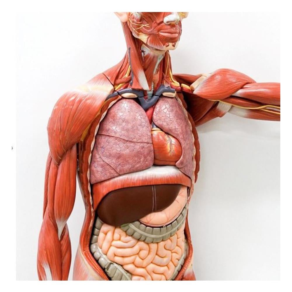 İNSAN VÜCUDU - GENÇ BİR BİLİM İNSANI İÇİN KILAVUZ Çocuk Kitapları Uzmanı - Children's Books Expert