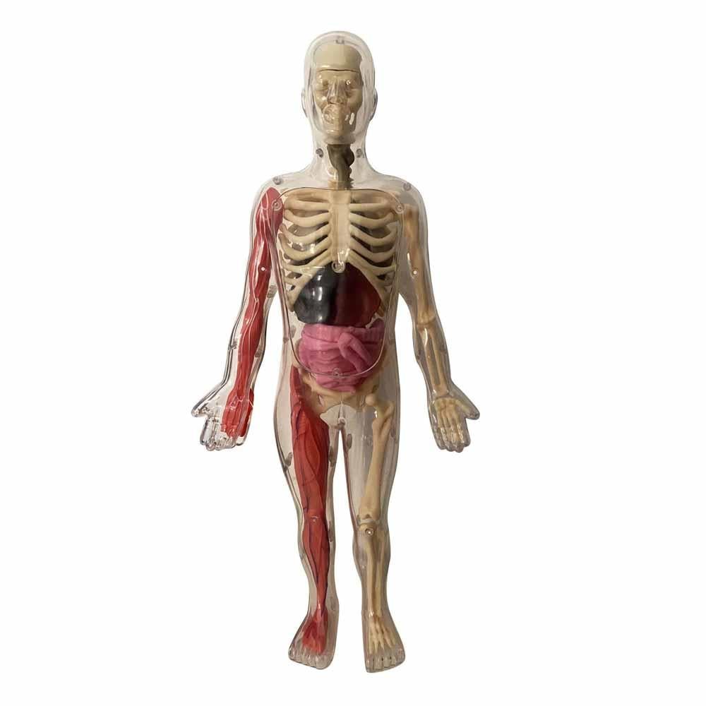 İnsan Vücudunu Keşfediyorum Poster -Model ve Kitap Çocuk Kitapları Uzmanı - Children's Books Expert