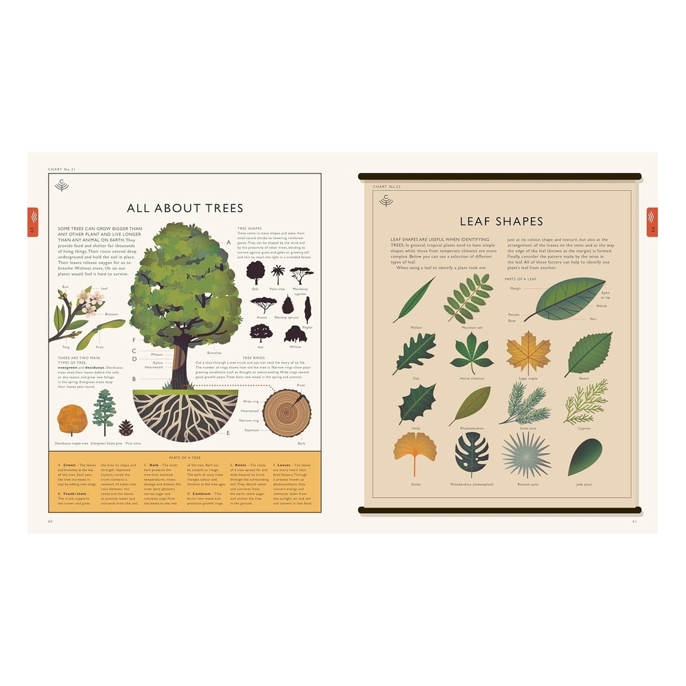 Natural World-A Visual Compendium of Wonders from Çocuk Kitapları Uzmanı - Children's Books Expert