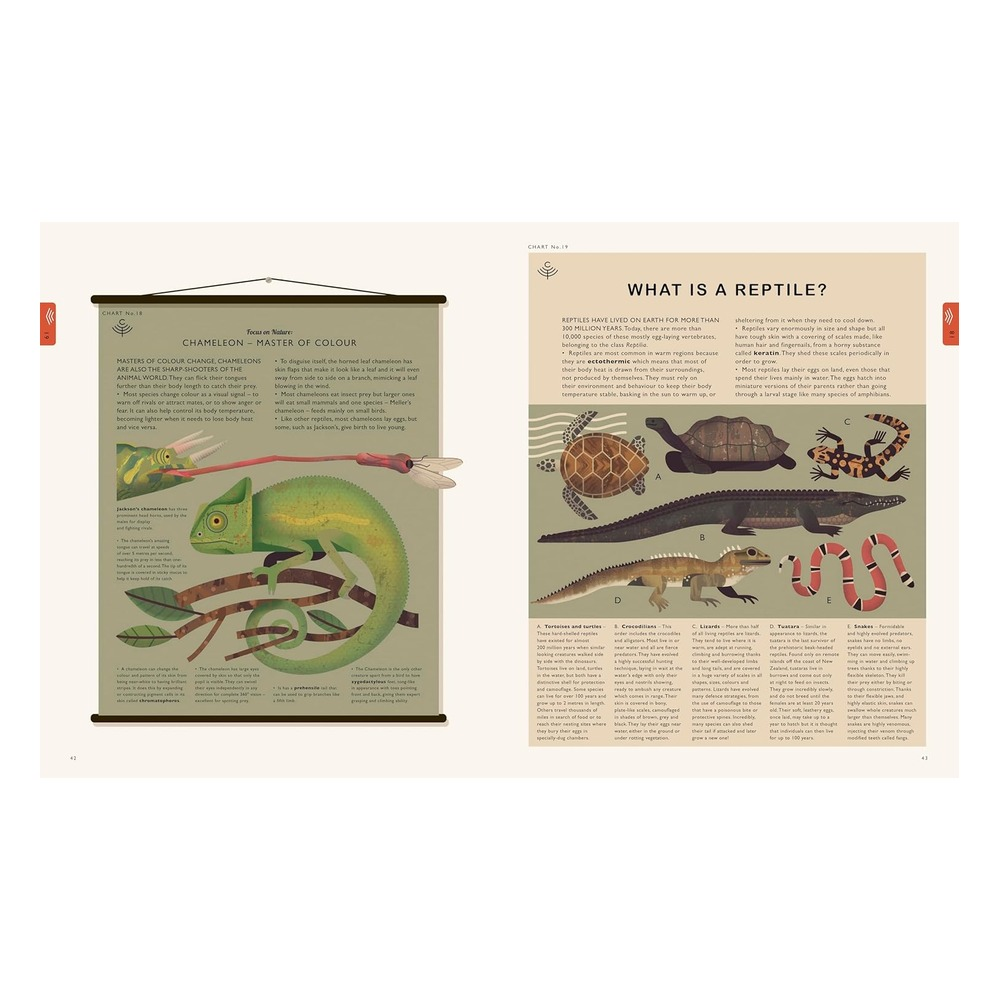 Natural World-A Visual Compendium of Wonders from Çocuk Kitapları Uzmanı - Children's Books Expert