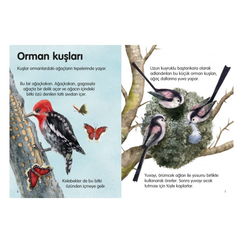 ORMAN HAYVANLARI - İLK OKUMA Çocuk Kitapları Uzmanı - Children's Books Expert