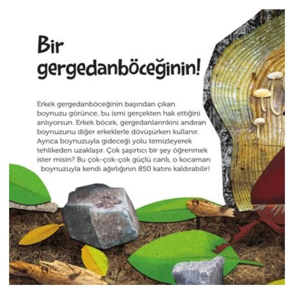 TEPEDEN KUYRUĞA BÖCEKLER Çocuk Kitapları Uzmanı - Children's Books Expert