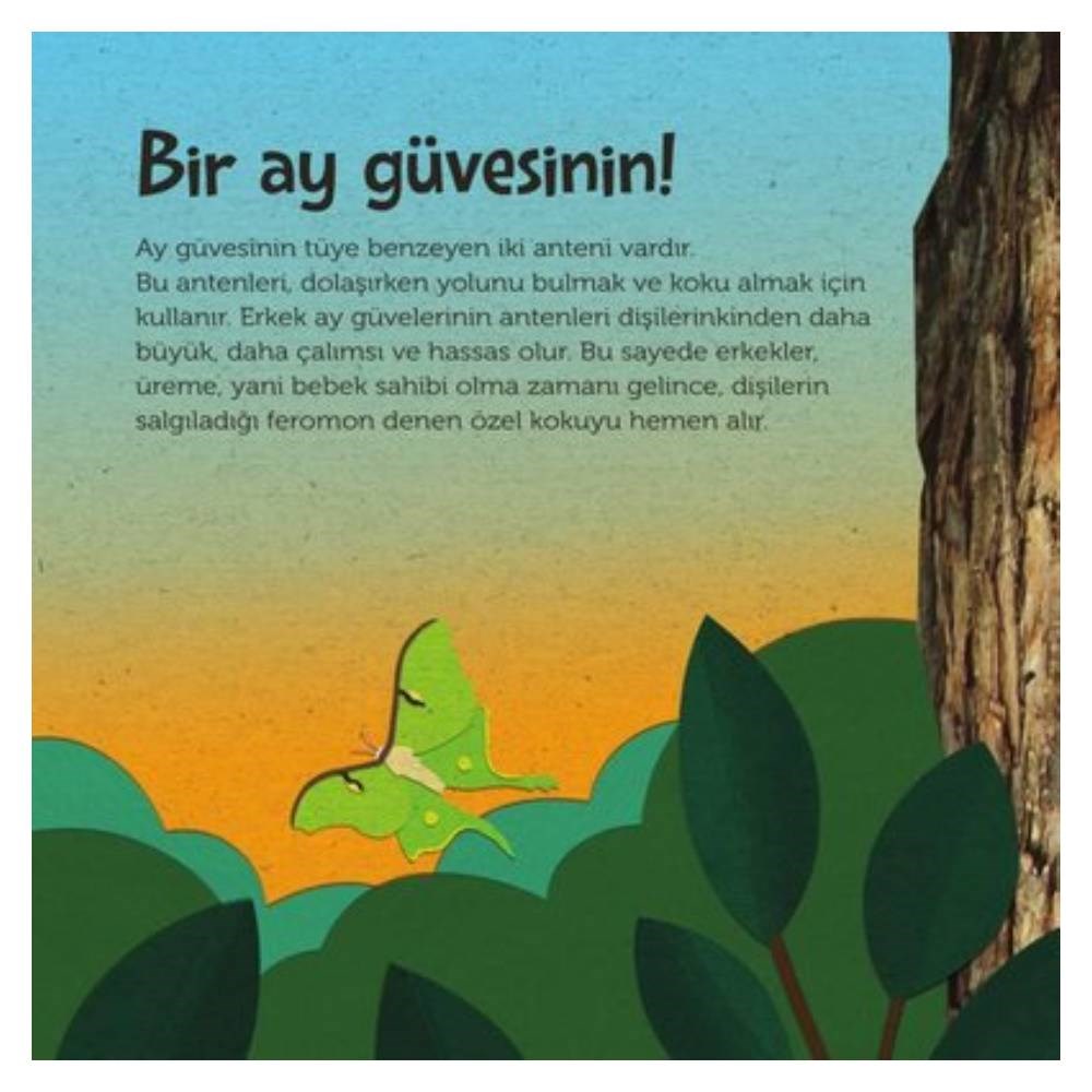 TEPEDEN KUYRUĞA BÖCEKLER Çocuk Kitapları Uzmanı - Children's Books Expert