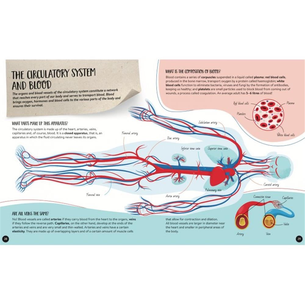 WHAT- HOW- WHY - HUMAN BODY Çocuk Kitapları Uzmanı - Children's Books Expert
