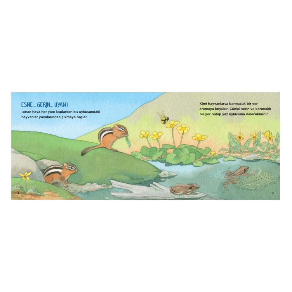 YAZ UYKUCULARI - YAZ UYKUSUNA YATAN HAYVANLAR Çocuk Kitapları Uzmanı - Children's Books Expert