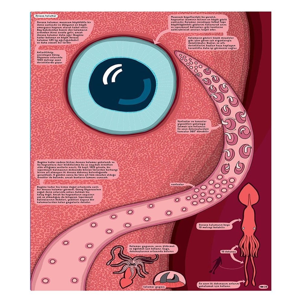 YER ALTI SU ALTI Çocuk Kitapları Uzmanı - Children's Books Expert
