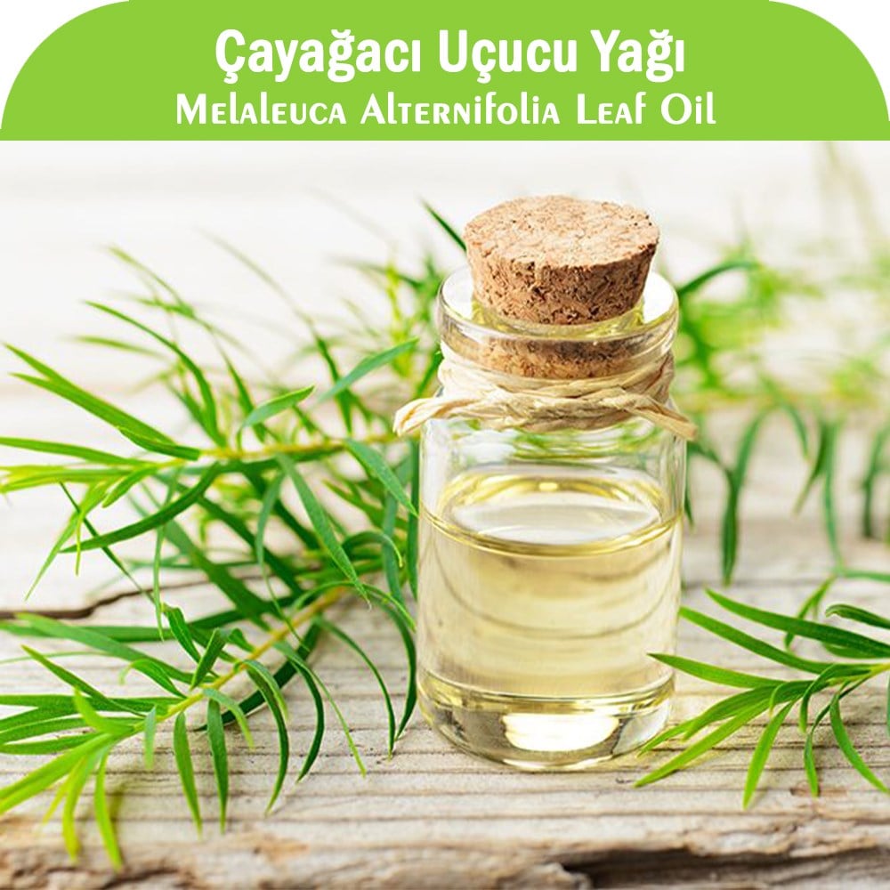 Çayağacı Uçucu Yağı