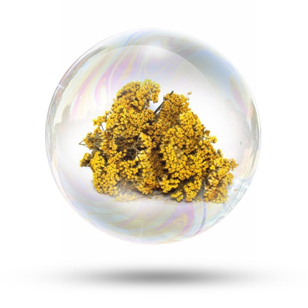 Civan Perçemi  Özü (Suda Çözünür)