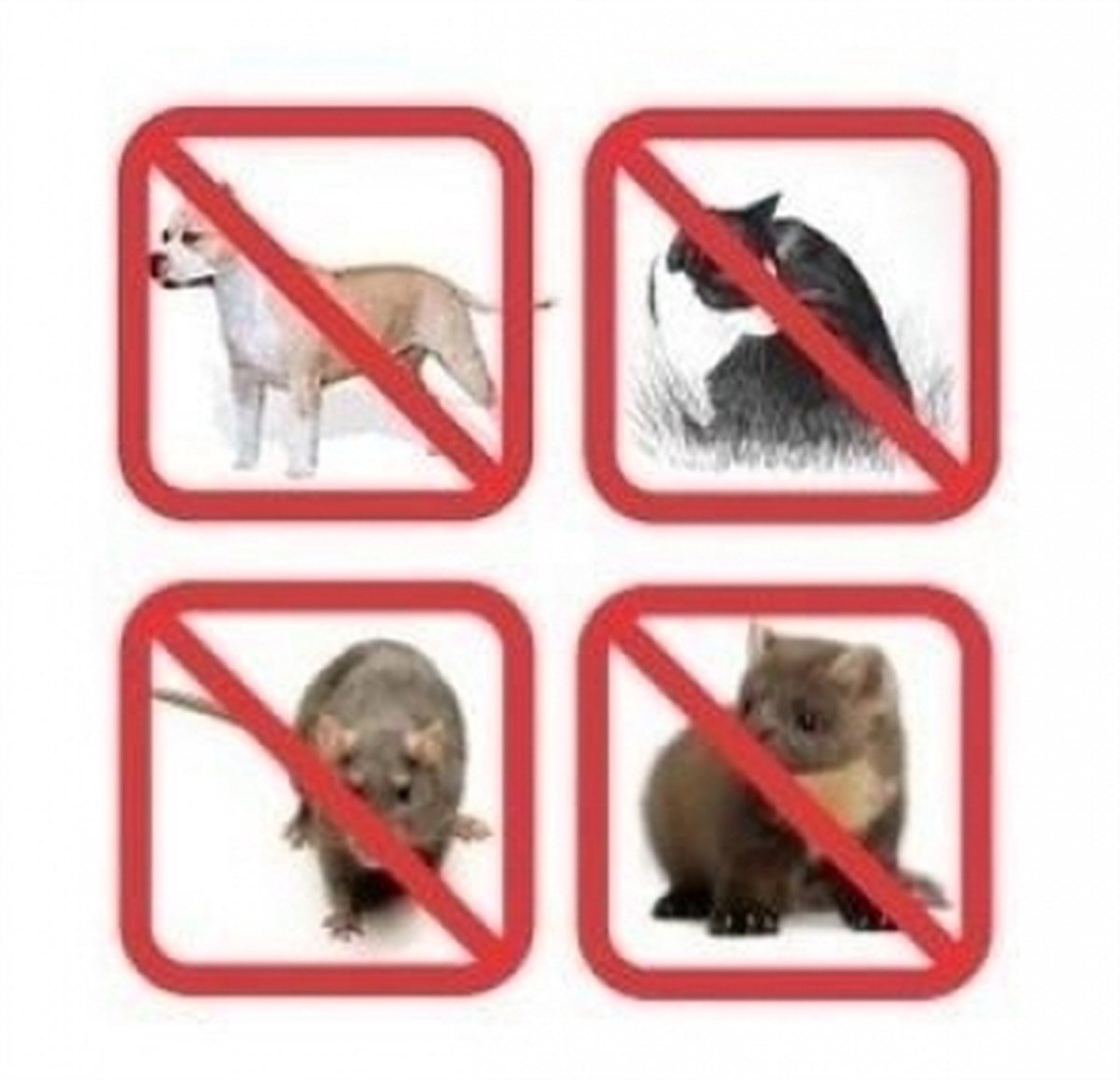 Hayvan Kovucu Ultrasonic