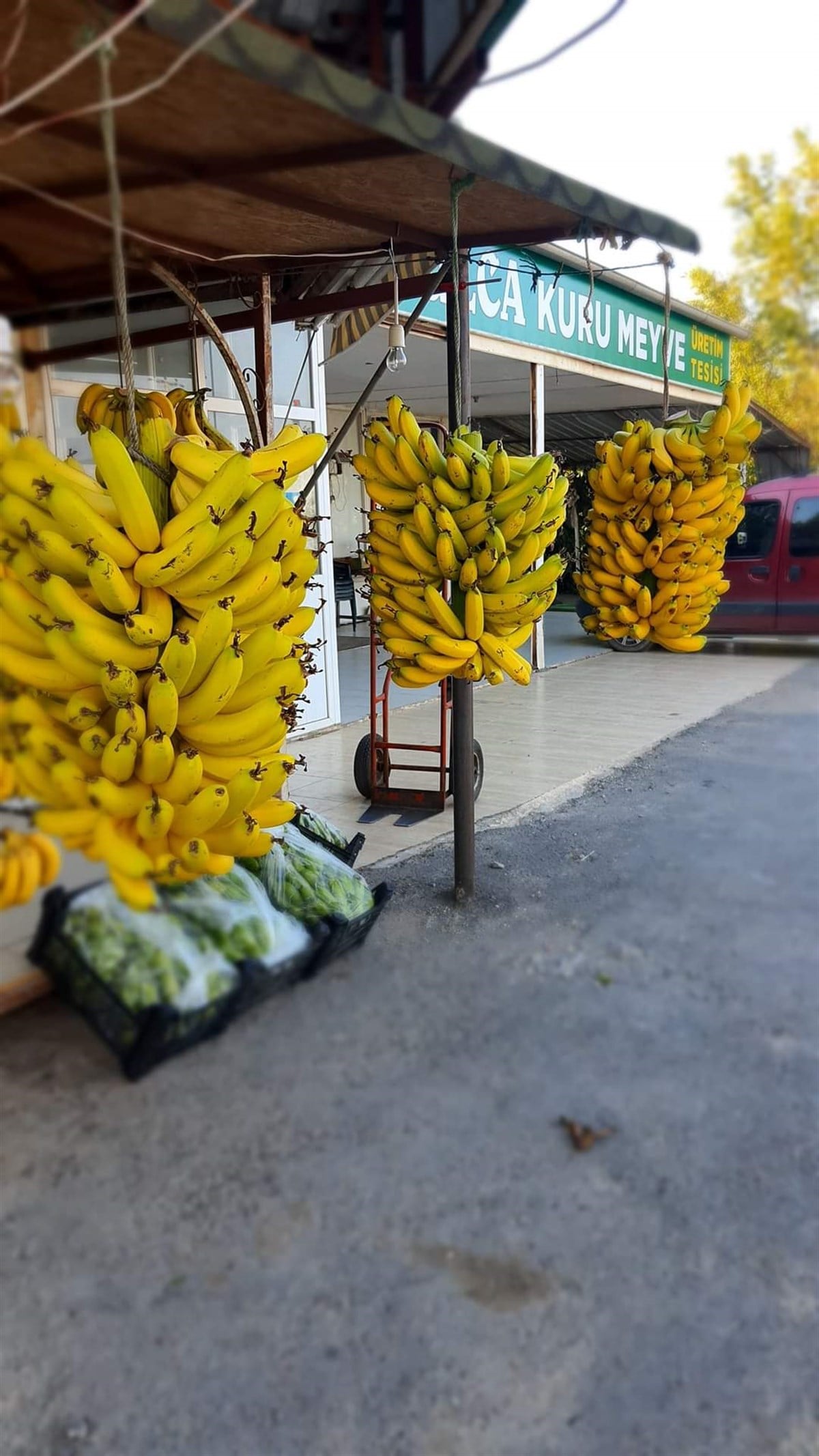 Yöremizden Anamur Muzu