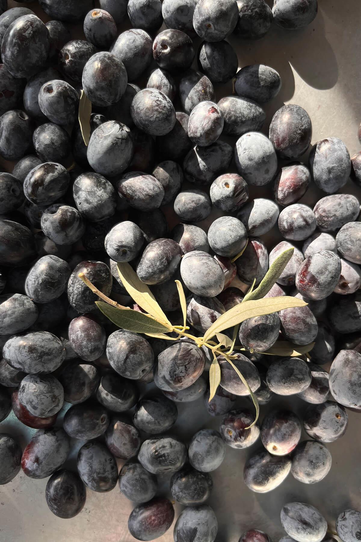 Torlak Çiftliği Siyah Zeytin