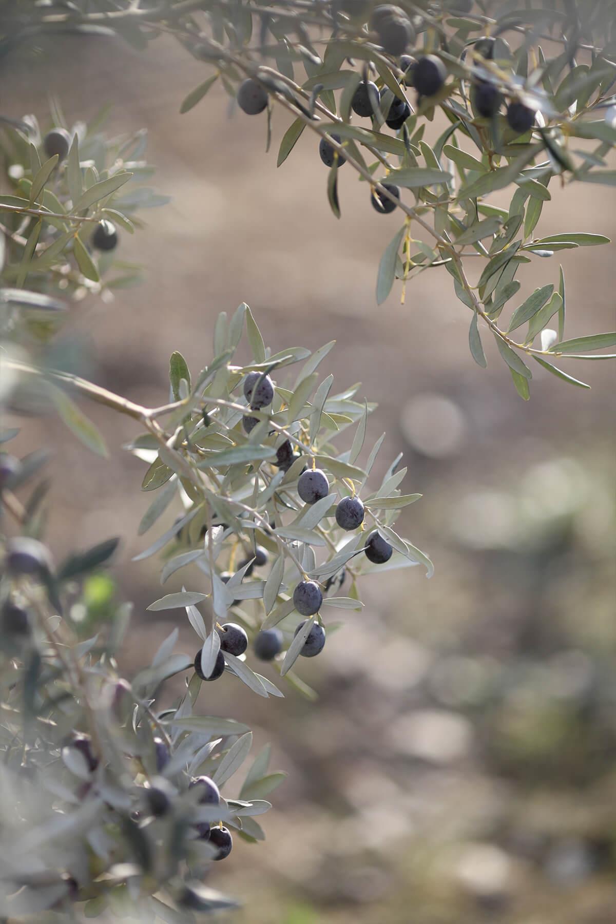 Torlak Çiftliği Siyah Zeytin