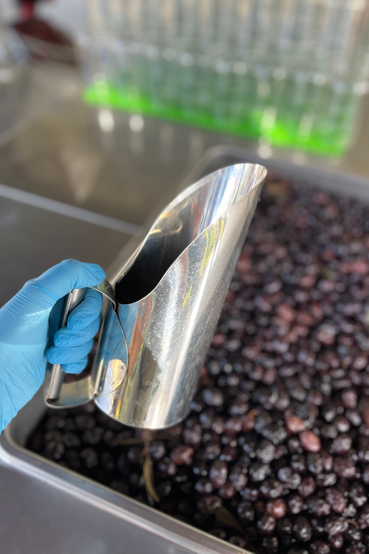 Torlak Çiftliği Siyah Zeytin