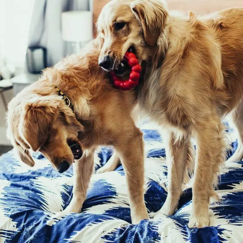 Kong Ring Çok Amaçlı Halka Köpek Oyuncağı L