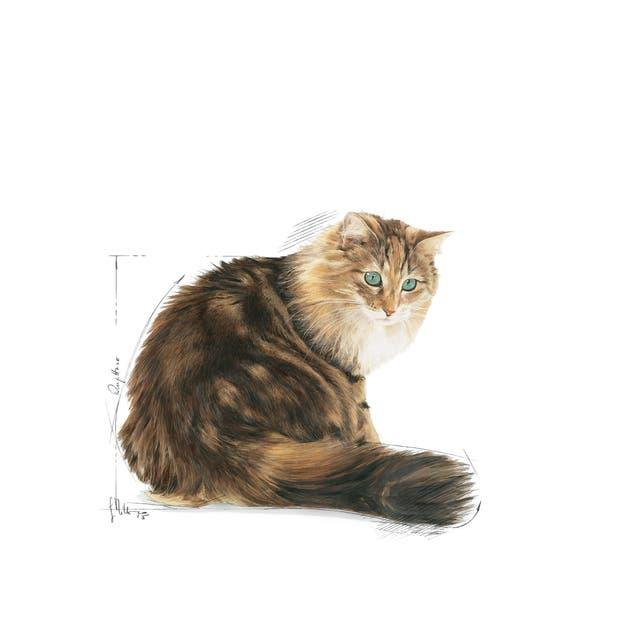 Royal Canin Ageing +12 Yaş Üzeri Yaşlı Kedi Maması 2 Kg