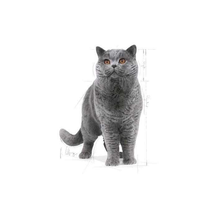 Royal Canin British Shorthair Adult Yetişkin Kedi Maması 2 Kg