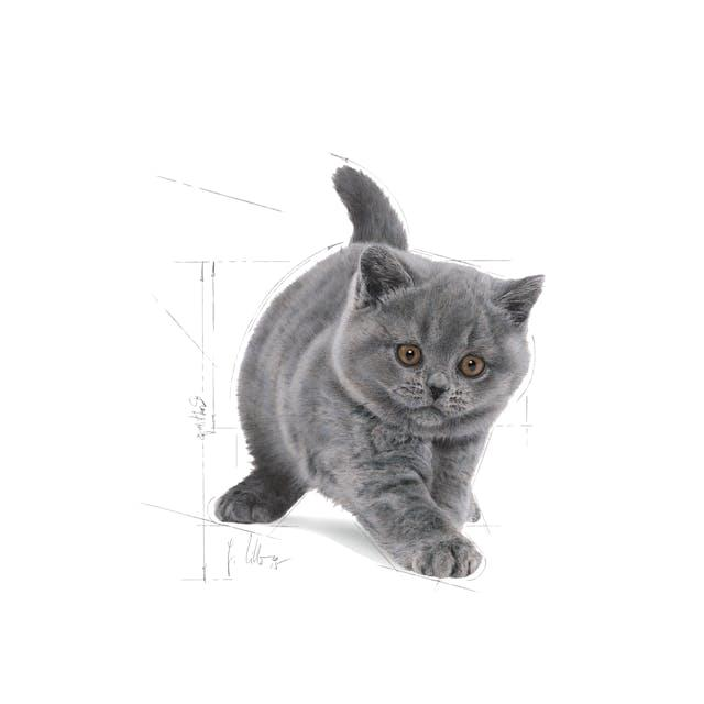 Royal Canin British Shorthair Kitten Yavru Kedi Maması 2 Kg