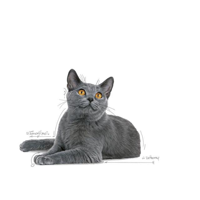 Royal Canin Dental Care Ağız ve Diş Sağlığı İçin Yetişkin Kedi Maması 1,5 Kg