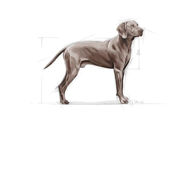 Royal Canin Dermacomfort Maxi Yetişkin Köpek Maması 12 Kg