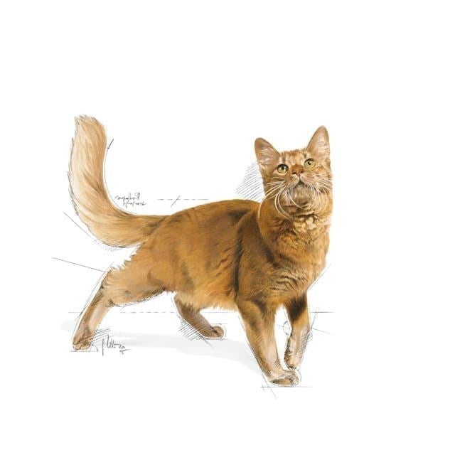 Royal Canin Fit 32 Yetişkin Kedi Maması 15 Kg