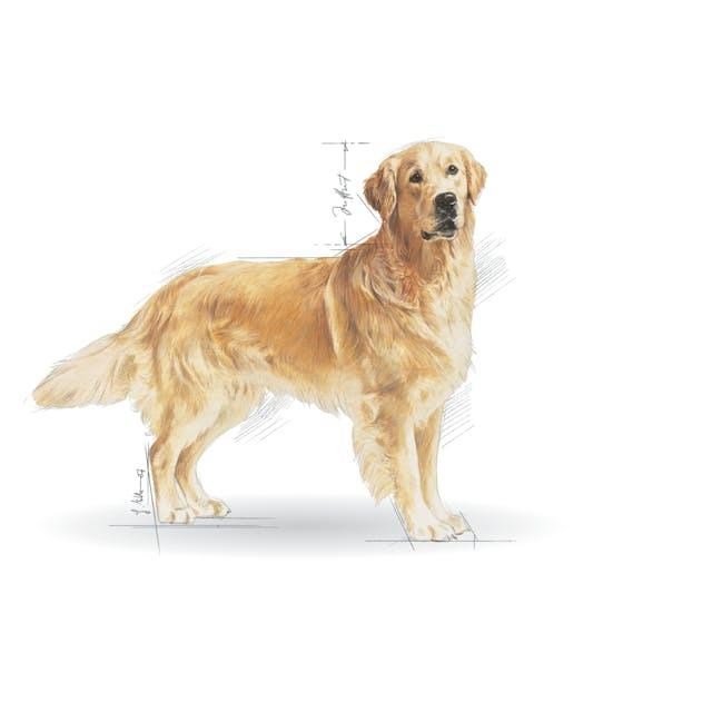 Royal Canin Golden Retriever Yetişkin Köpek Maması 12 Kg