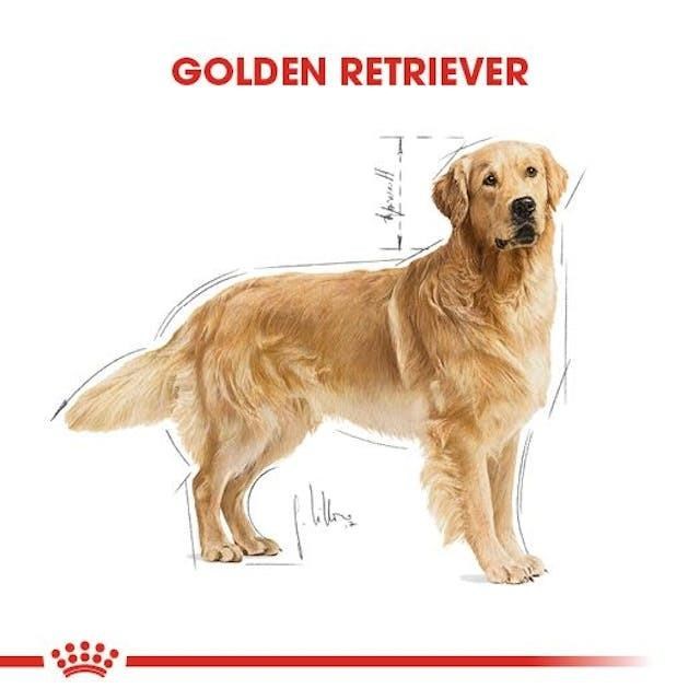 Royal Canin Golden Retriever Yetişkin Köpek Maması 12 Kg