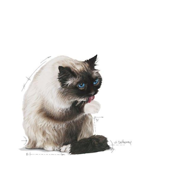 Royal Canin Hairball Care Yetişkin Kedi Maması 2 Kg