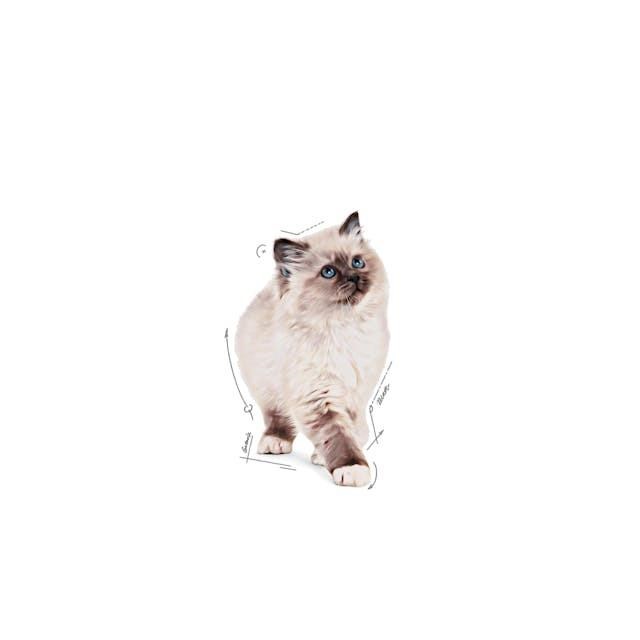 Royal Canin Kitten Gravy Yaş Yavru Kedi Maması 85 gr (6 adet)