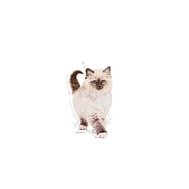 Royal Canin Kitten Yavru Kedi Maması 10 Kg