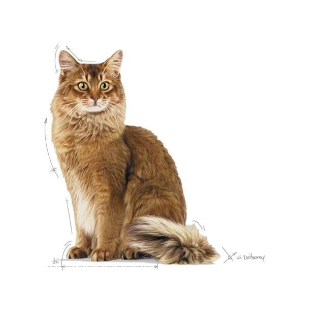 Royal Canin Light Weight Diyet Kedi Maması 1,5 Kg