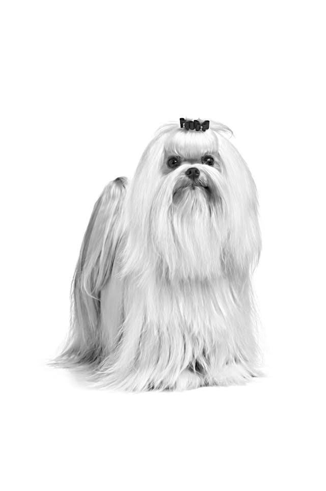 Royal Canin Maltese Adult Yetişkin Köpek Maması 1,5 Kg