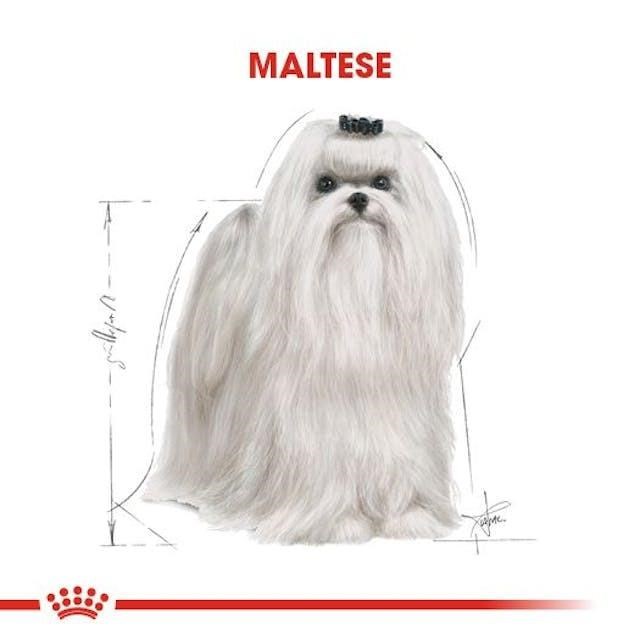 Royal Canin Maltese Adult Yetişkin Köpek Maması 1,5 Kg